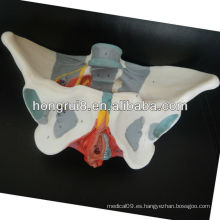 Modelo pelviano de la ISO, modelo de la pelvis de la hembra adulta